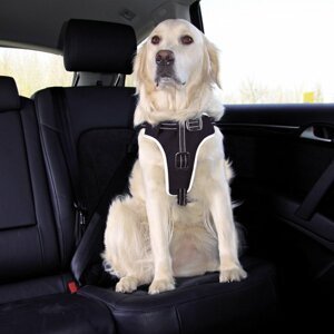 Bezpečnostní pásy pro psy