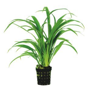 Aquafleur chlorophytum bichettii rostlina v 5 cm květináči