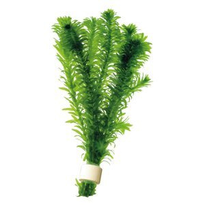 Aquafleur elodea densa v terra cotta akvarijní rostlina